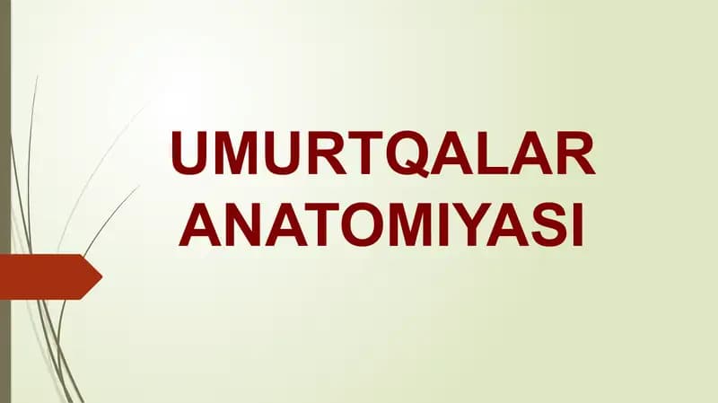 Umurtqalar anatomiyasi