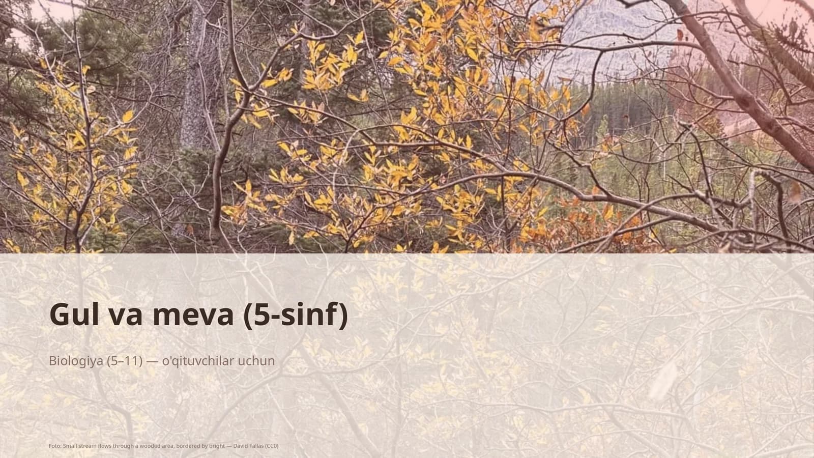 Gul va meva (5-sinf)