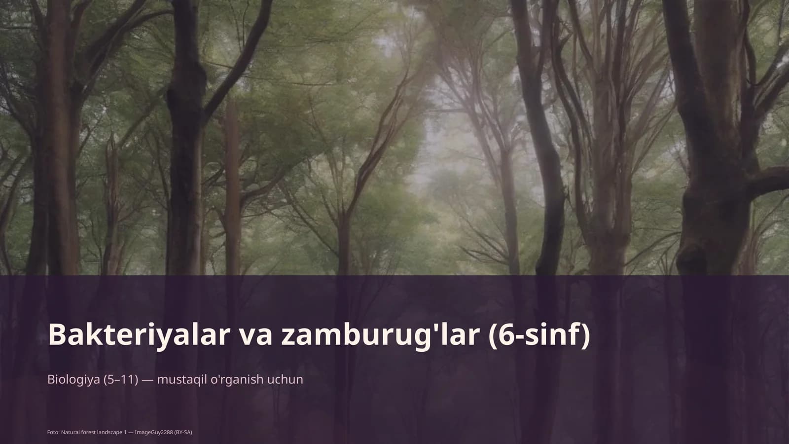 Bakteriyalar va zamburug'lar (6-sinf)