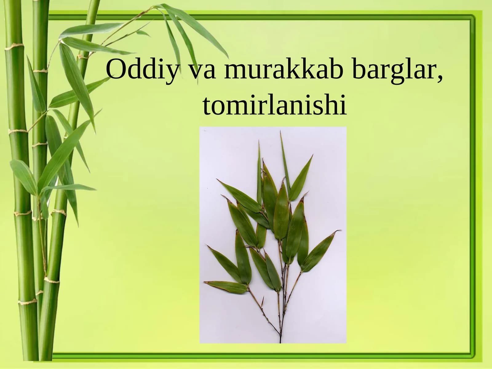 Folium