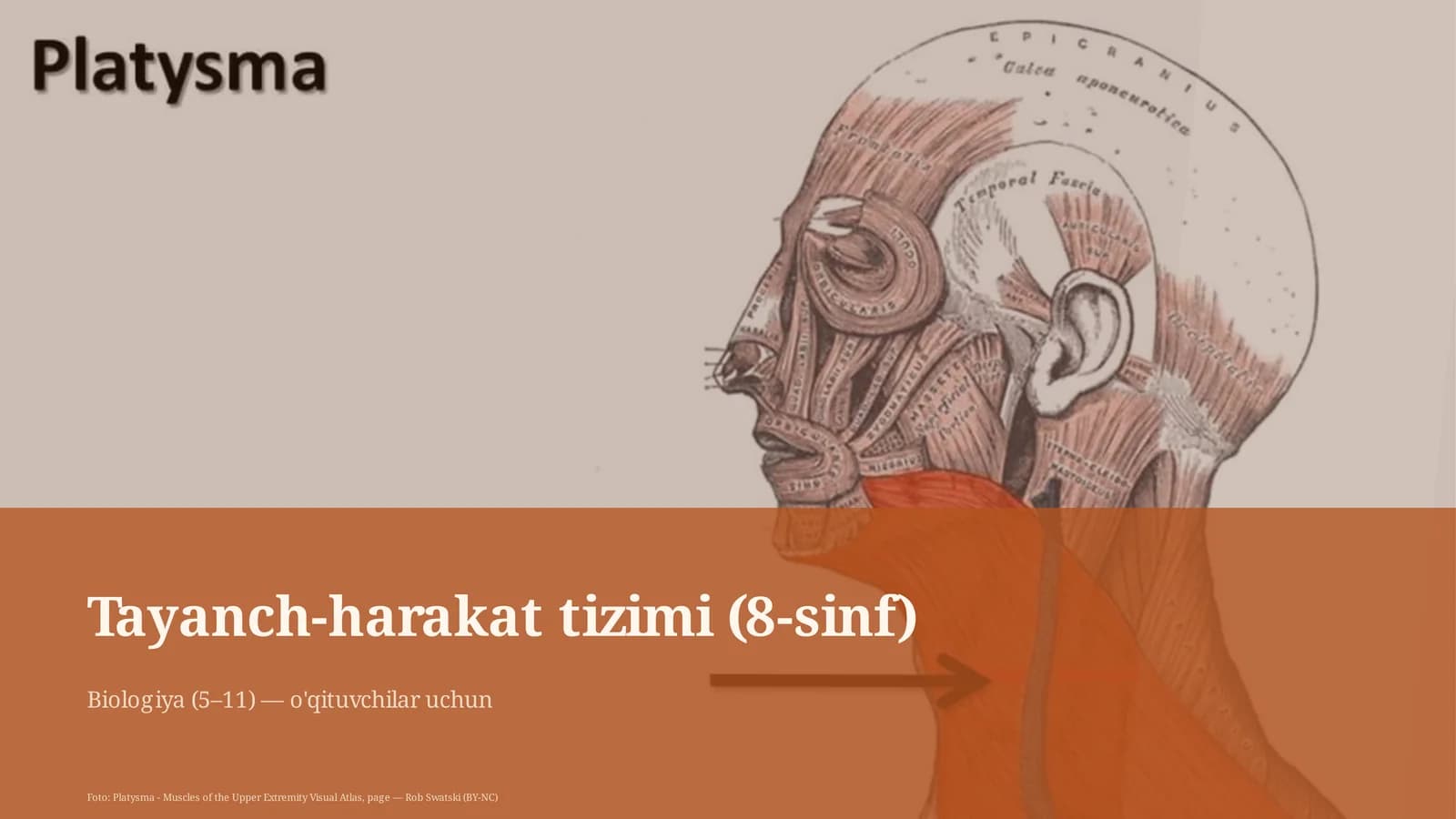 Tayanch-harakat tizimi (8-sinf)