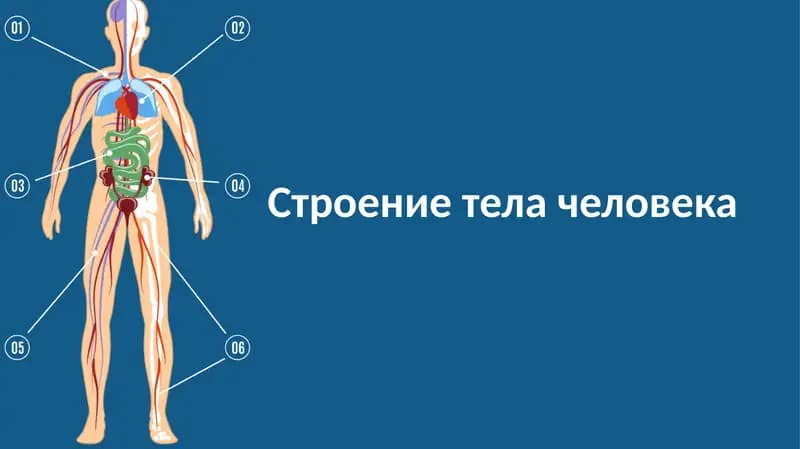 Строение тела человека
