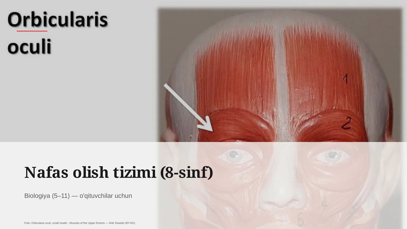Nafas olish tizimi (8-sinf)