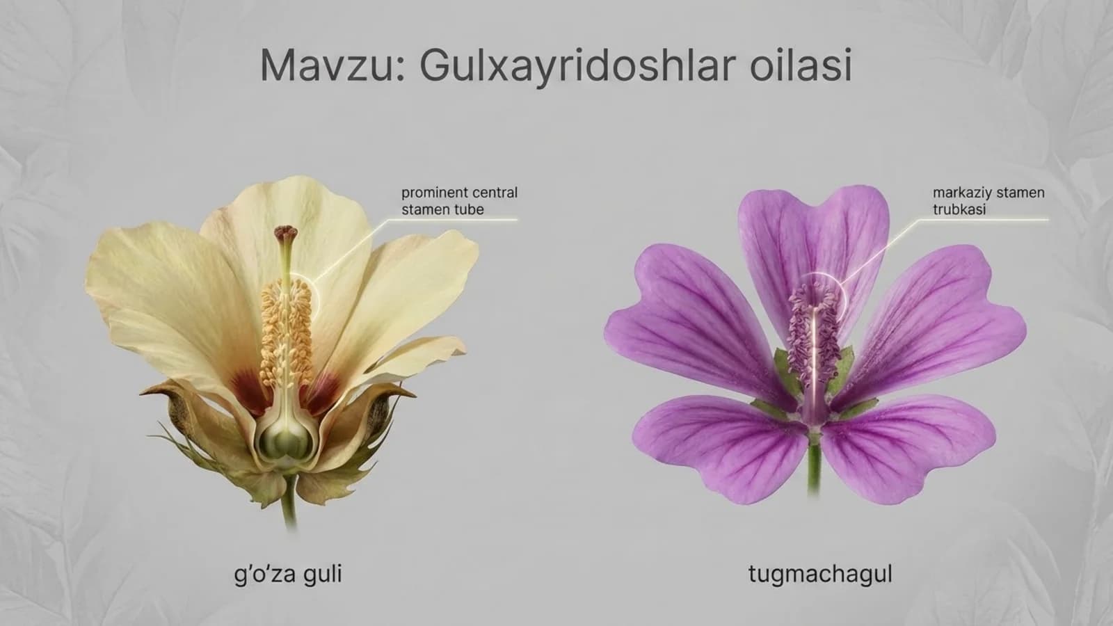 Gulxayridoshlar oilasi