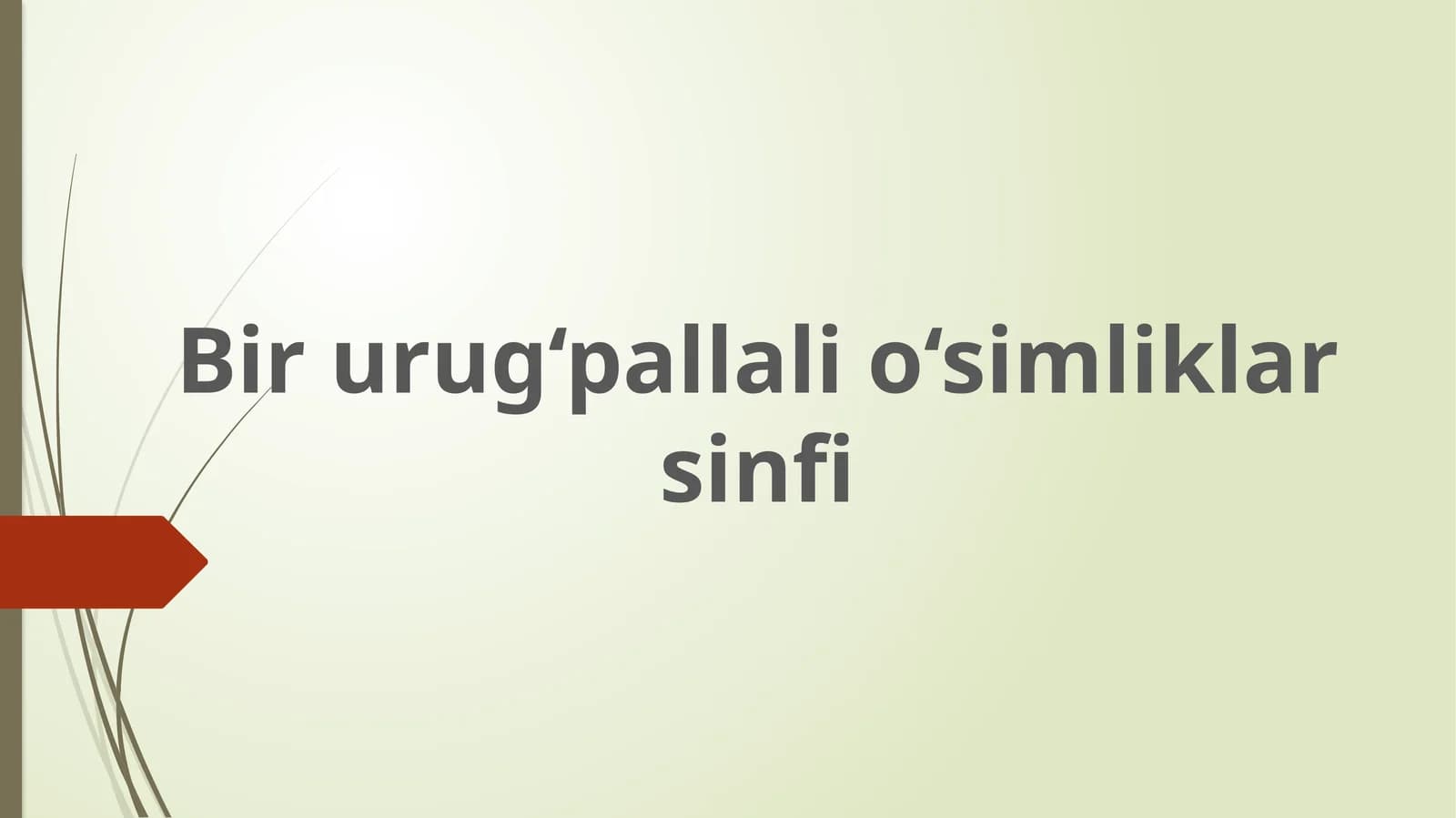 Bir urug‘pallali o‘simliklar sinfi