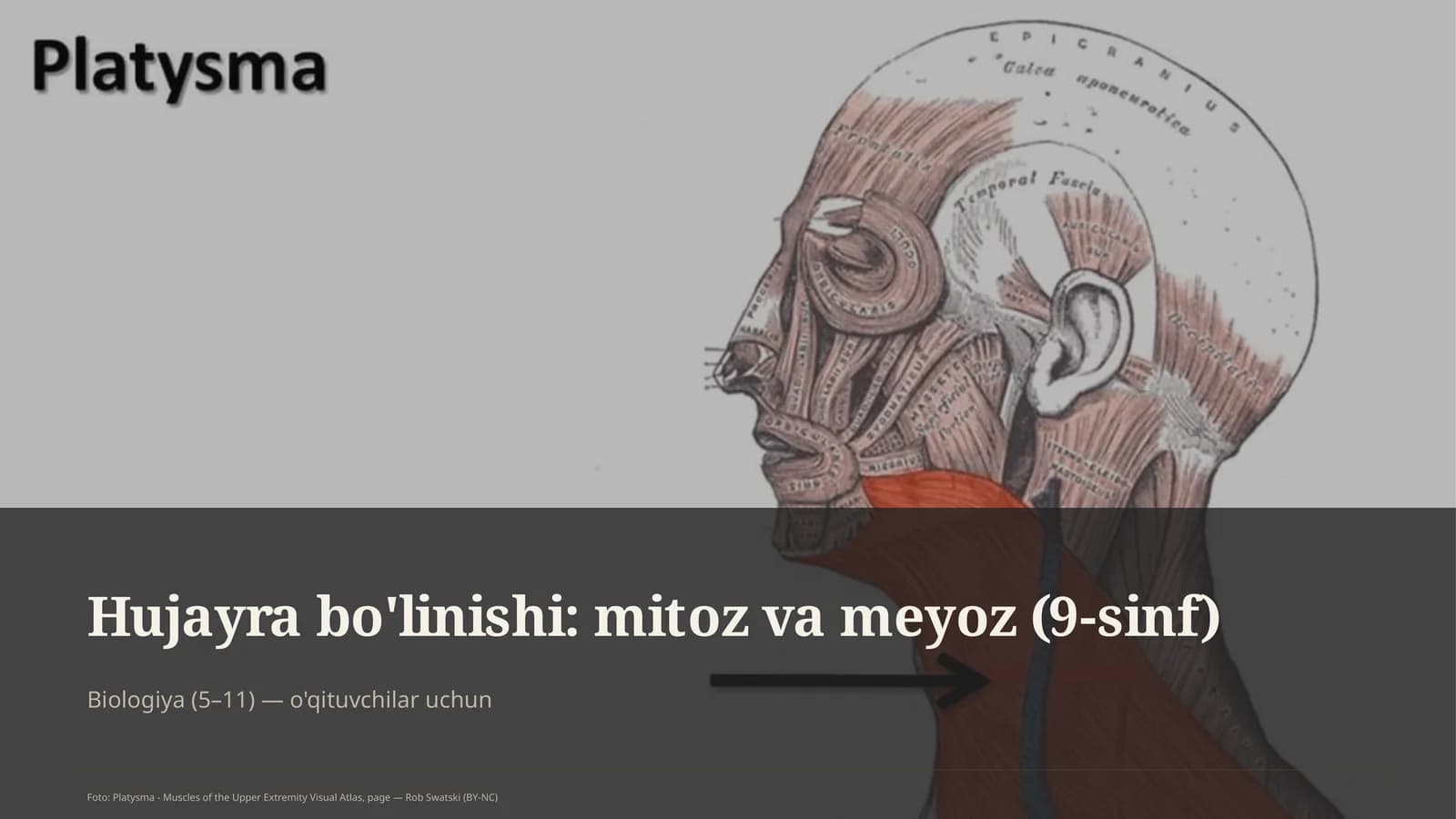Hujayra bo'linishi: mitoz va meyoz (9-sinf)
