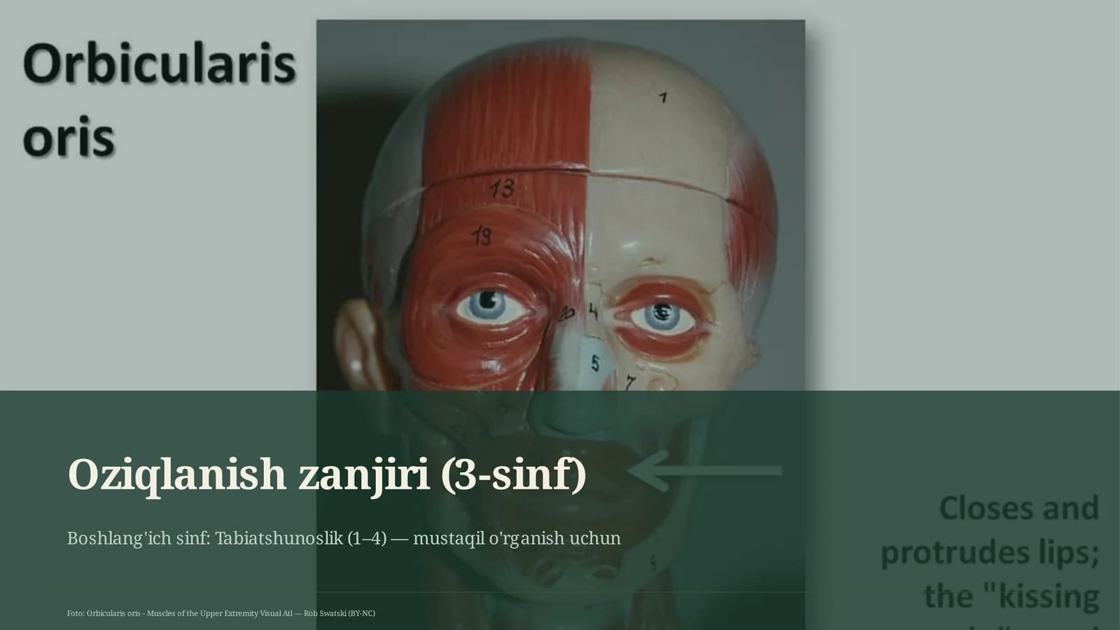 Oziqlanish zanjiri (3-sinf)