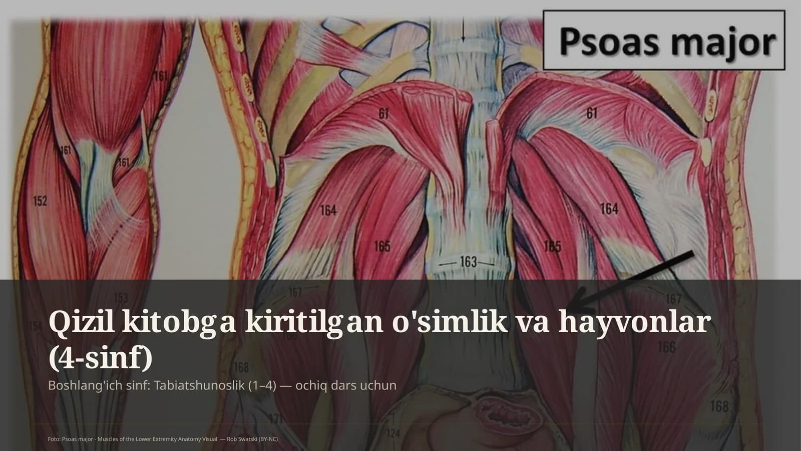 Qizil kitobga kiritilgan o'simlik va hayvonlar (4-sinf)