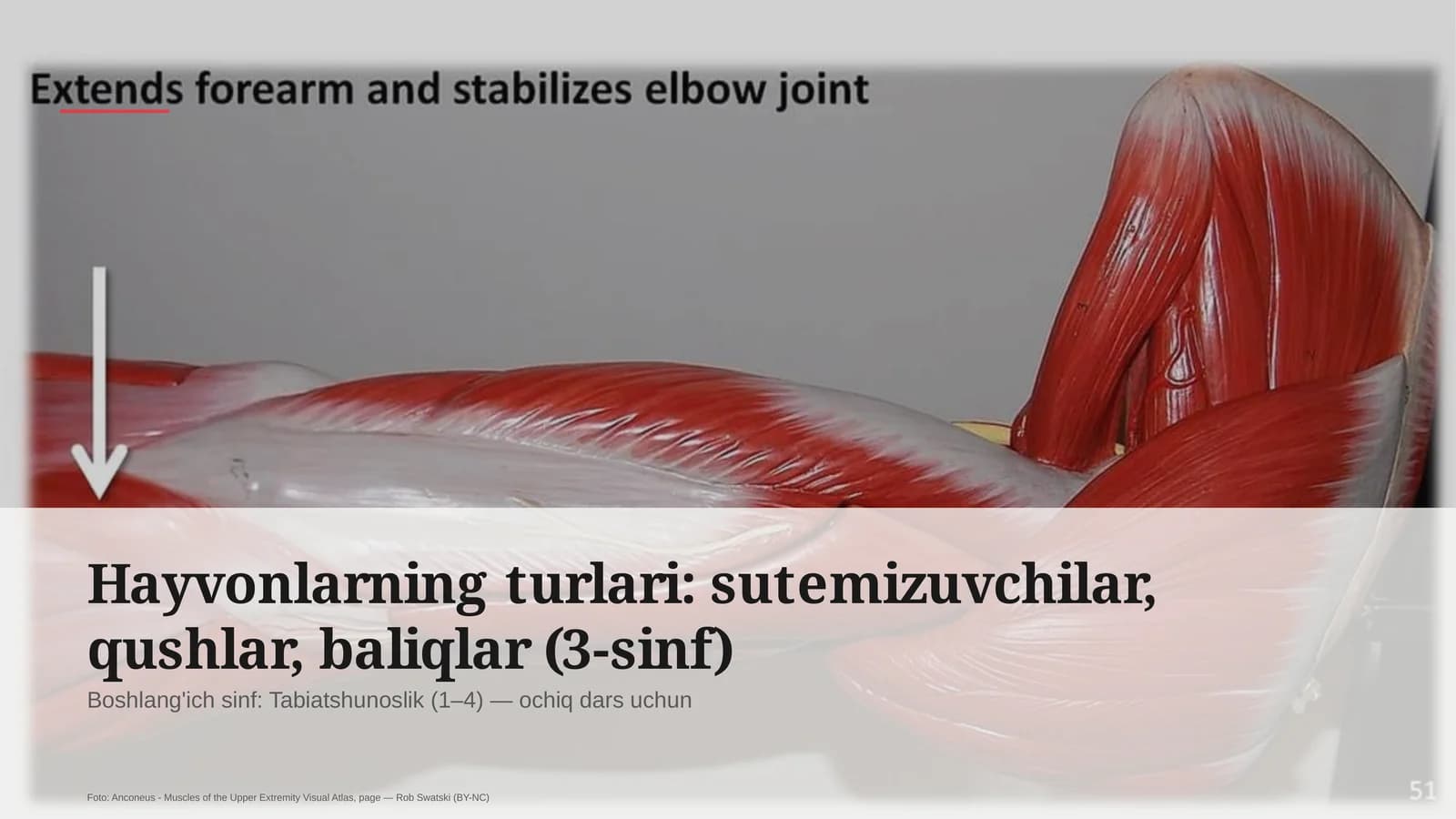 Hayvonlarning turlari: sutemizuvchilar, qushlar, baliqlar (3-sinf)