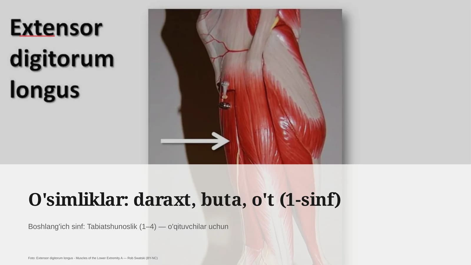 O'simliklar: daraxt, buta, o't (1-sinf)