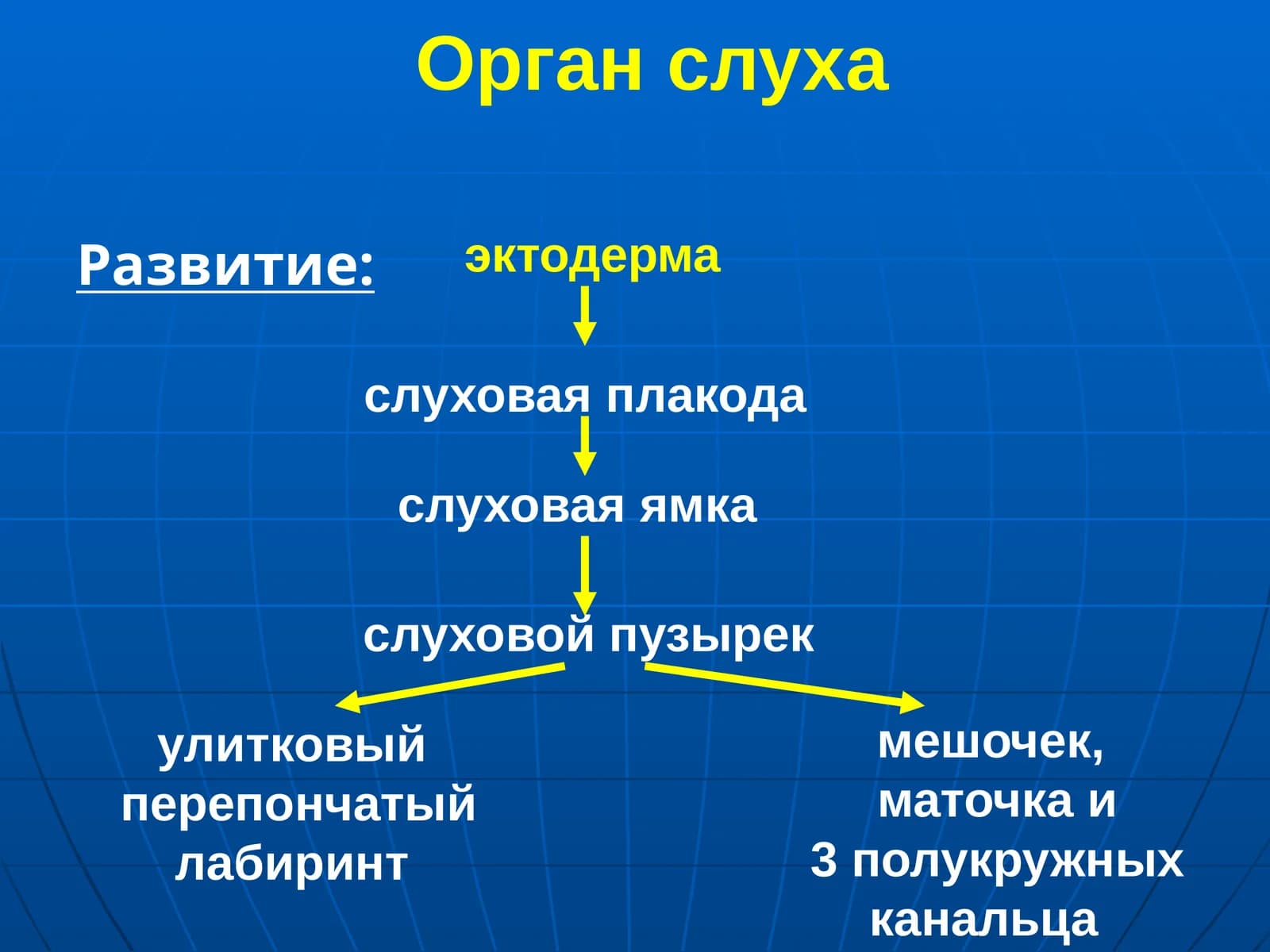 Орган слуха