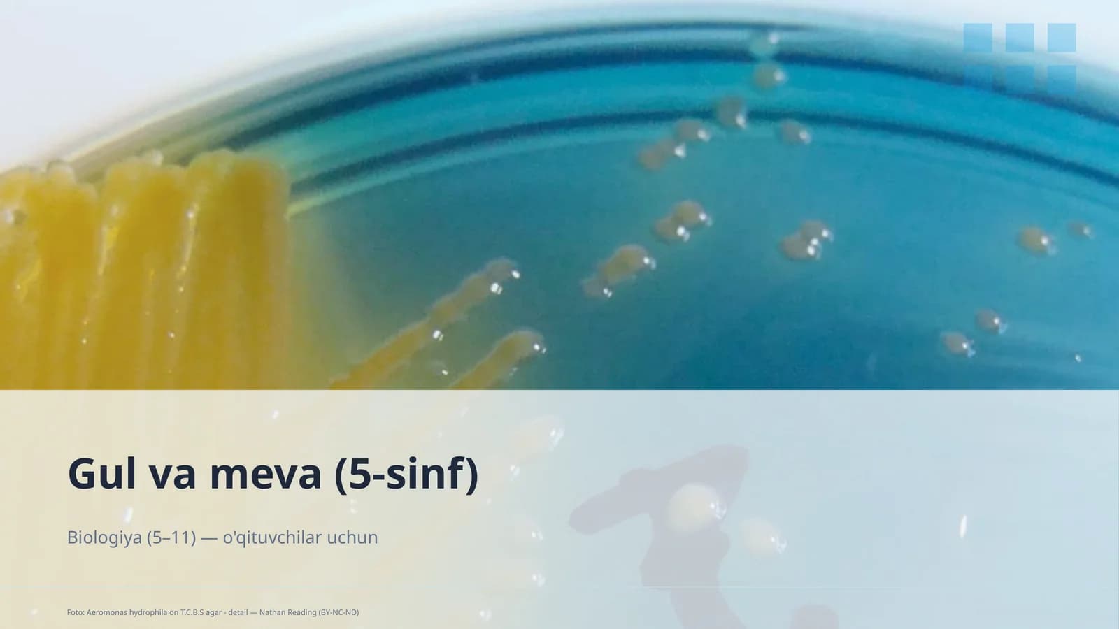 Gul va meva (5-sinf)