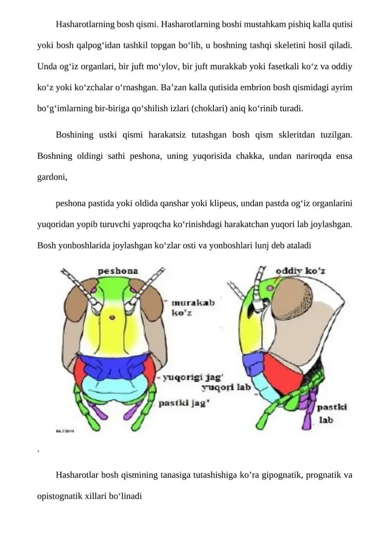 Hasharotlarning bosh qismi