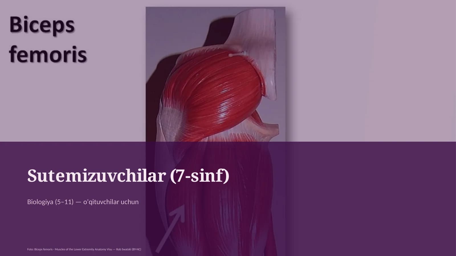 Sutemizuvchilar (7-sinf)