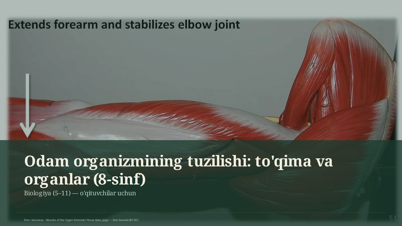 Odam organizmining tuzilishi: to'qima va organlar (8-sinf)