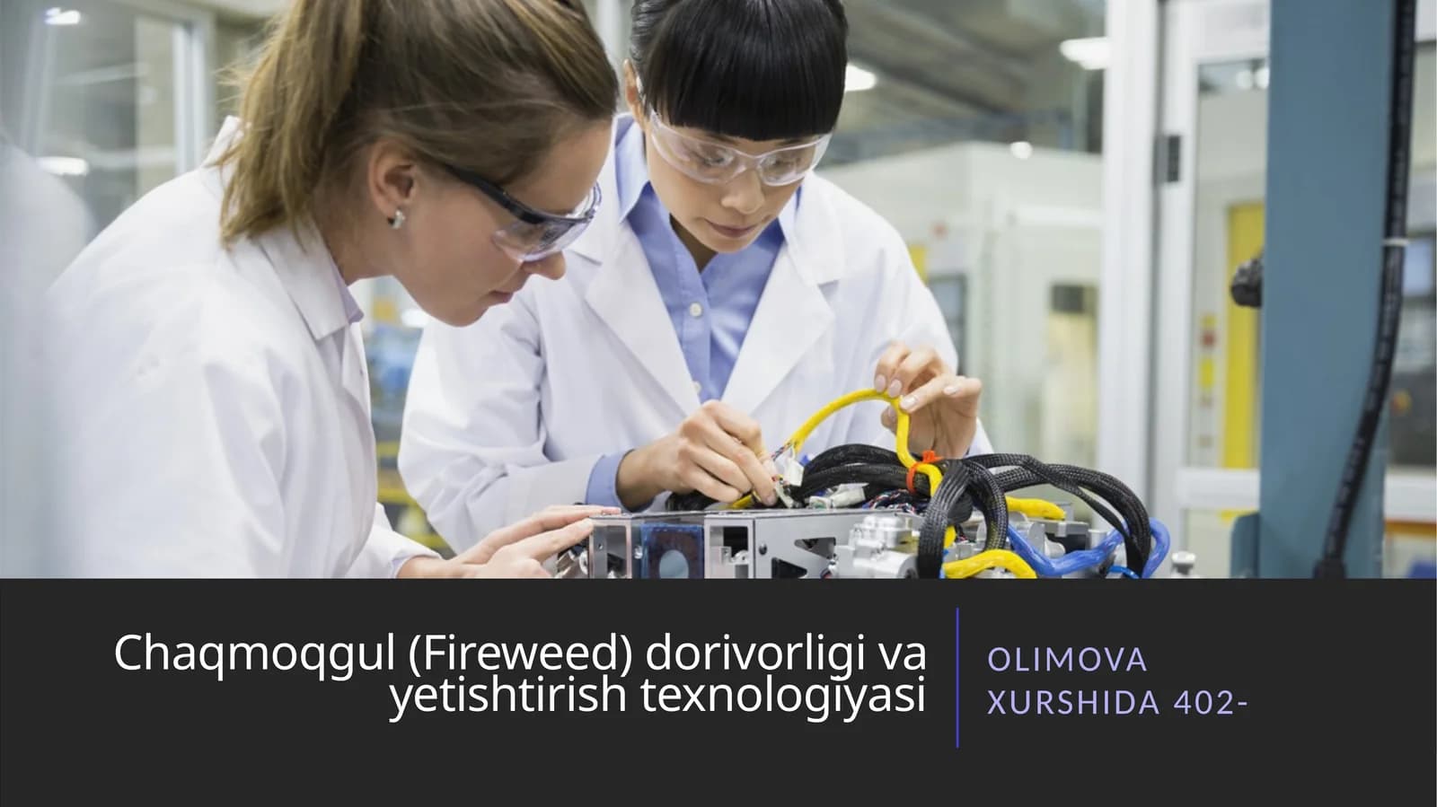 Chaqmoqgul (Fireweed) dorivorligi va yetishtirish texnologiyasi