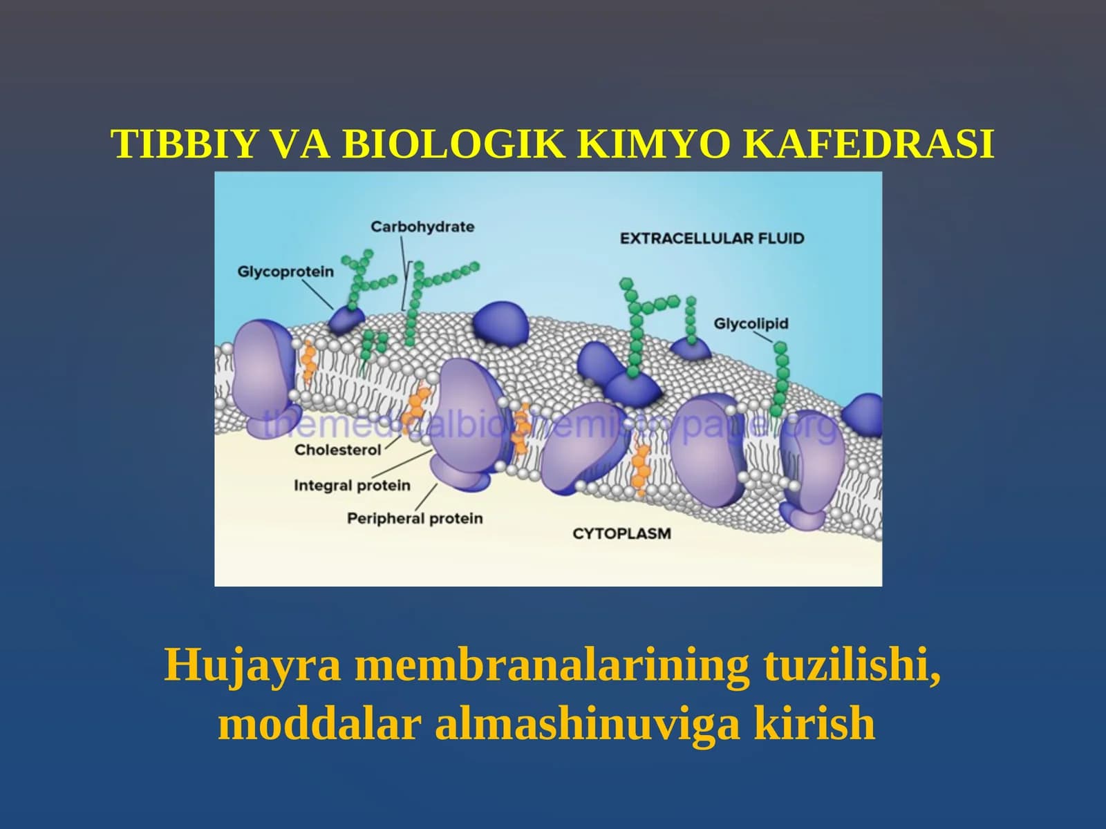 Hujаyrа mеmbrаnаlаrining tuzilishi, mоddаlаr аlmаshinuvigа kirish