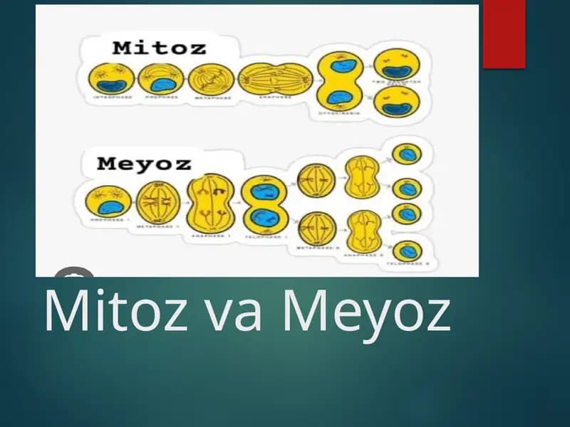 Mitoz va Meyoz