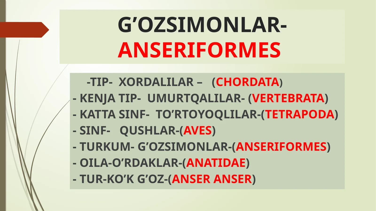 G’ozsimonlar- Anseriformes