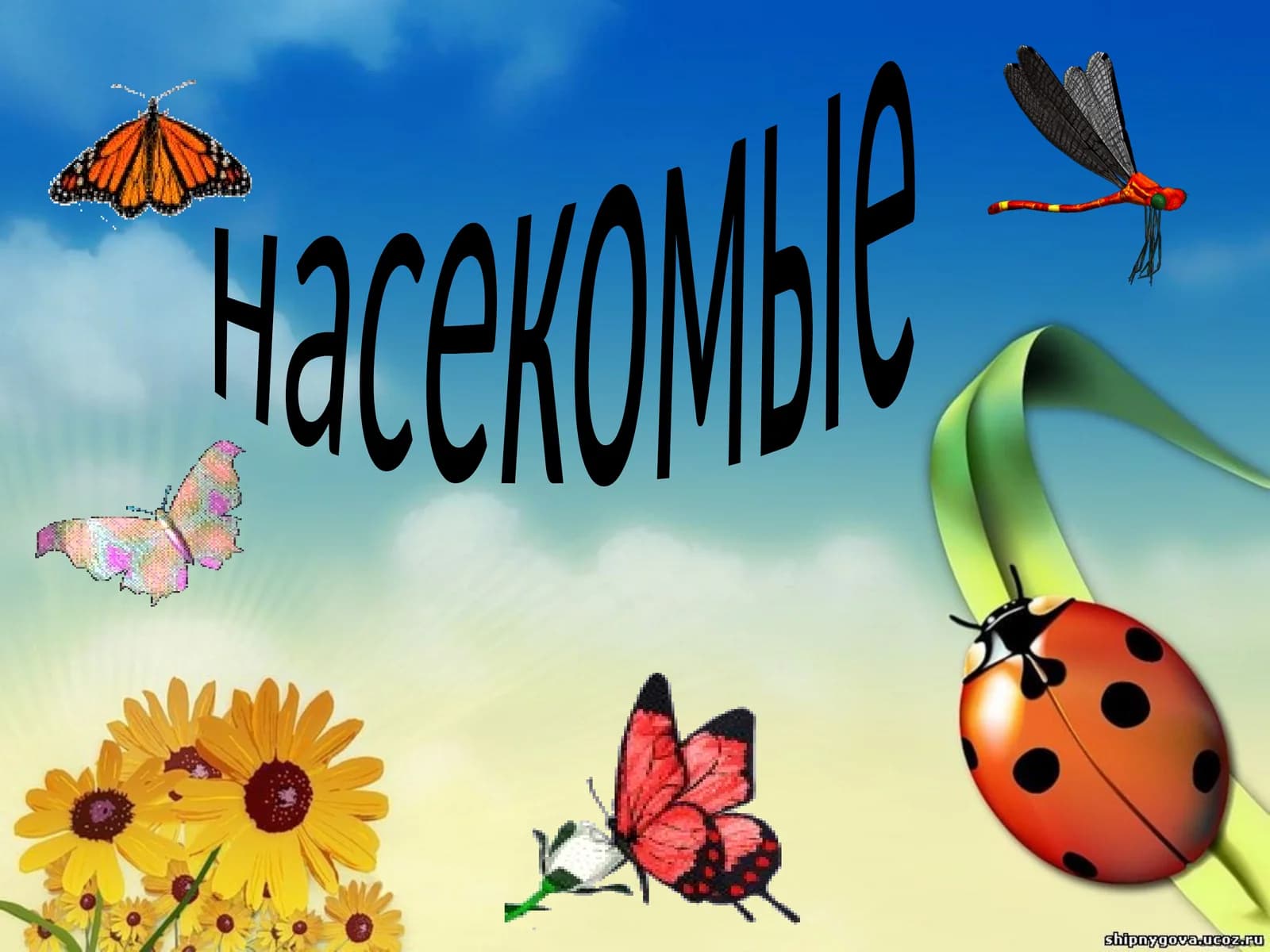 насекомые