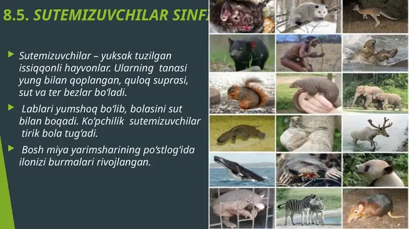 Sutemizuvchilar Sinfi
