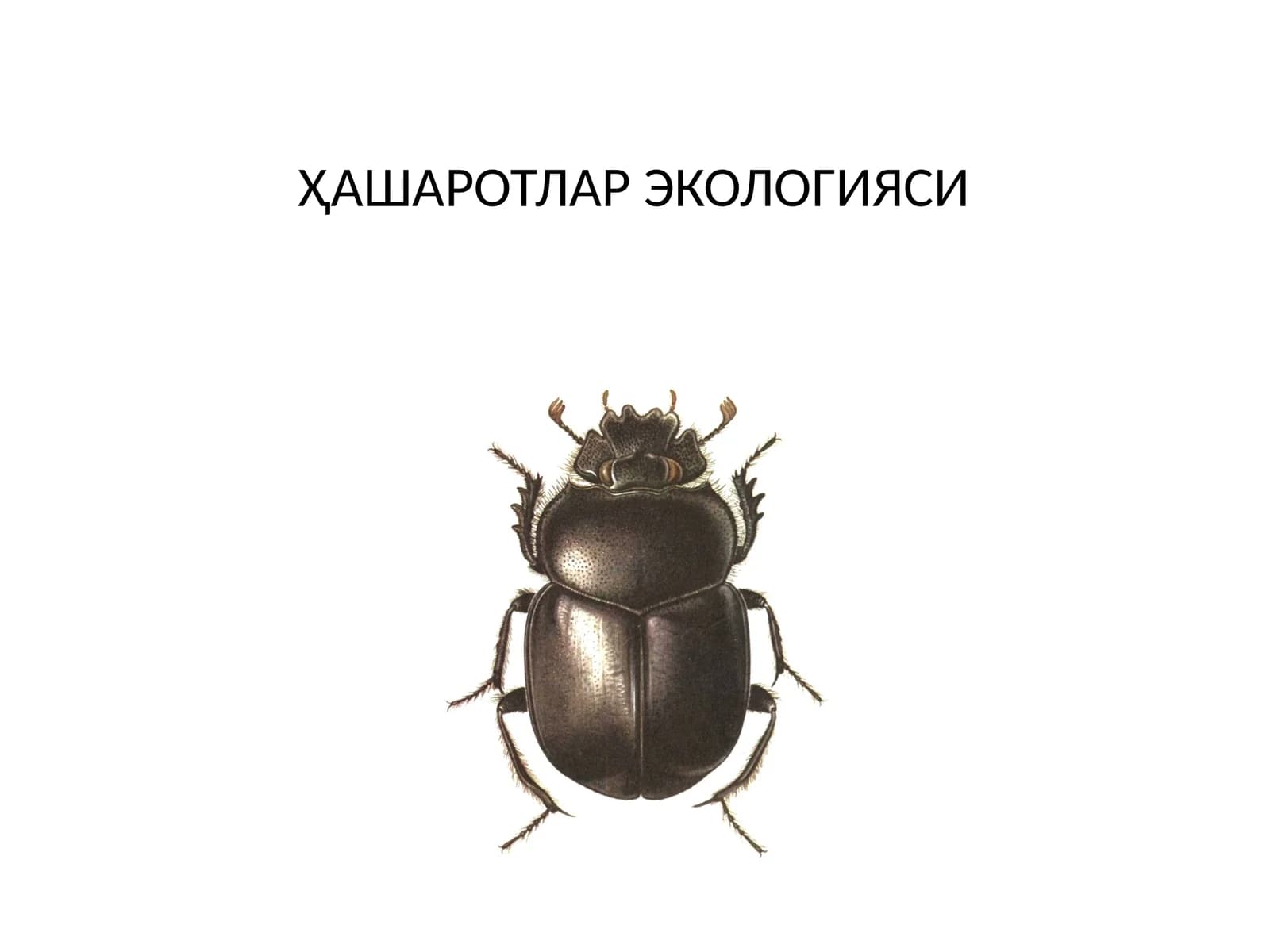 ХАШАРОТЛАР ЭКОЛОГИЯСИ