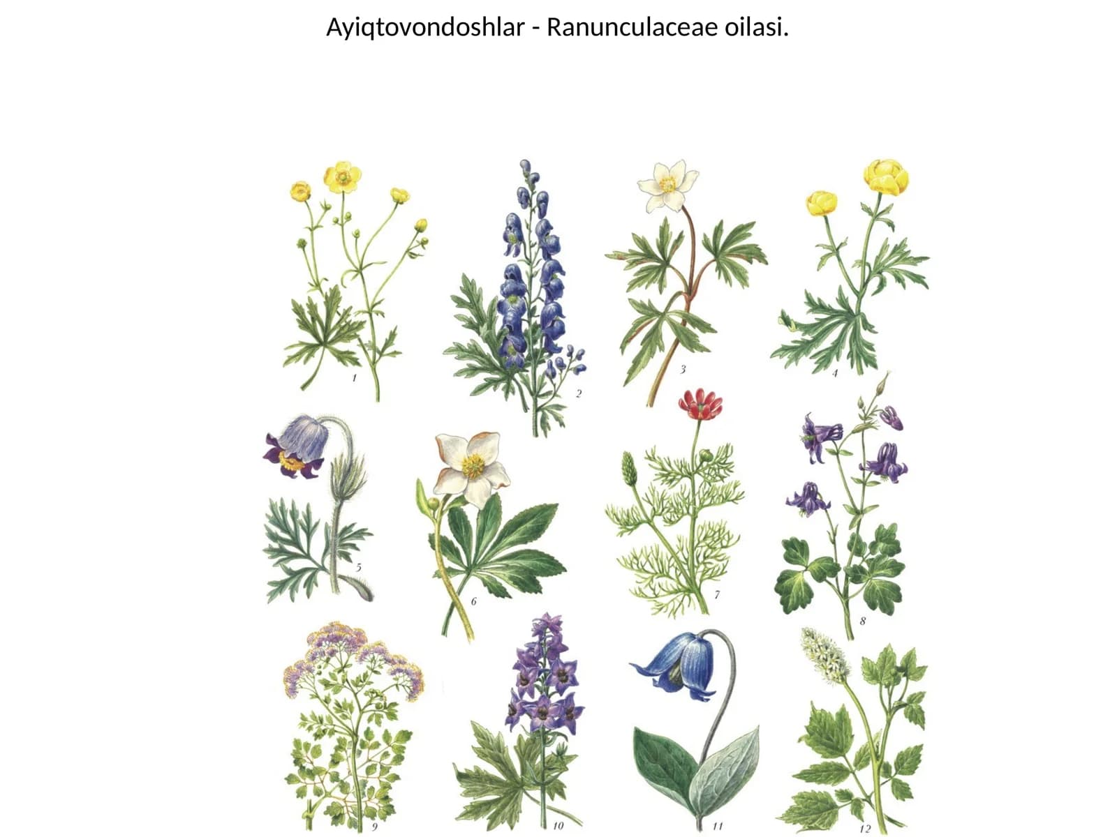 Ayiqtovondoshlar - Ranunculaceae oilasi