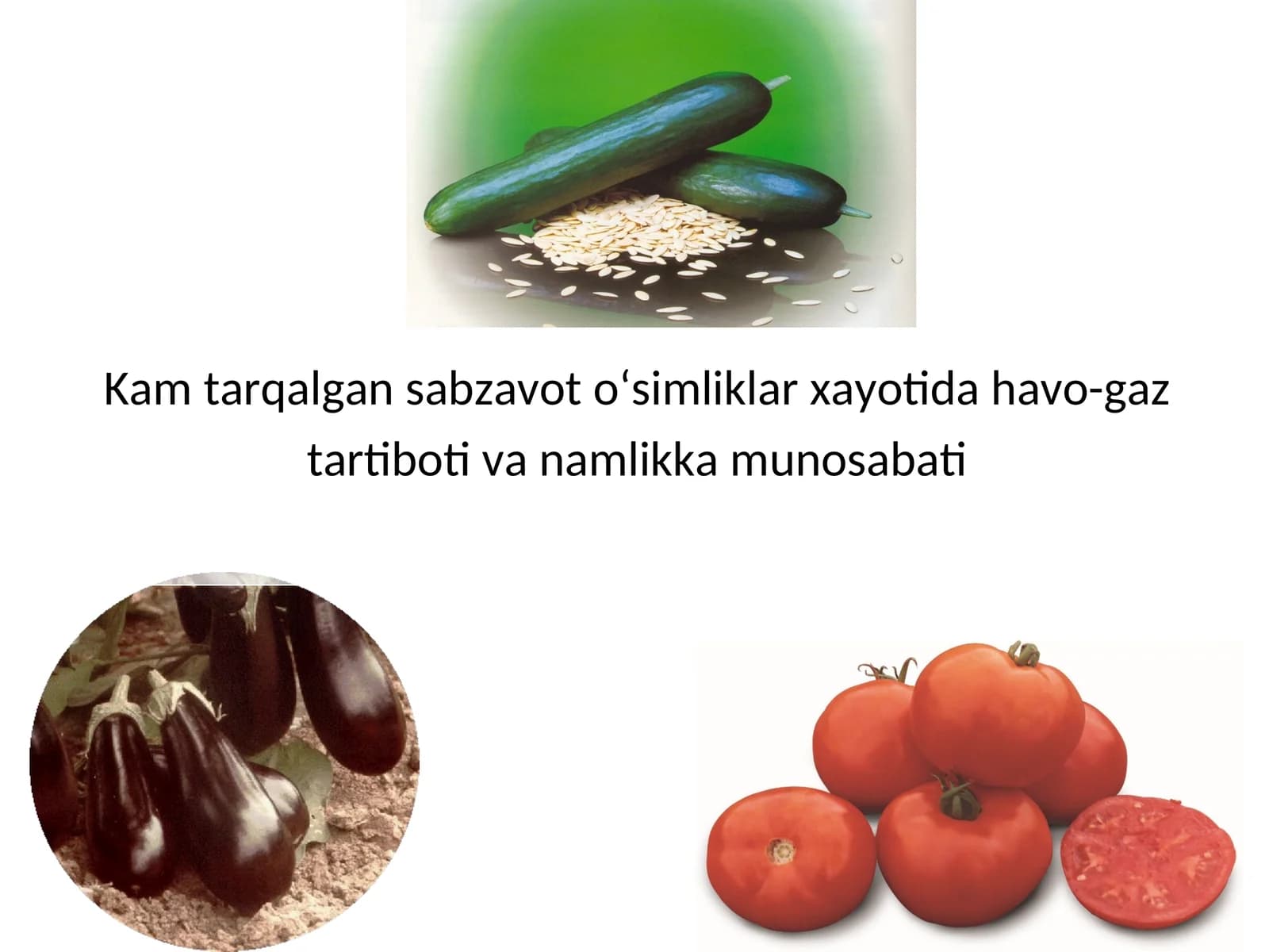 Sabzavot o‘simliklar havo-gaz munosabati