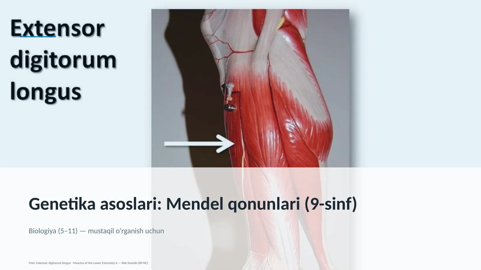 Genetika asoslari: Mendel qonunlari (9-sinf)