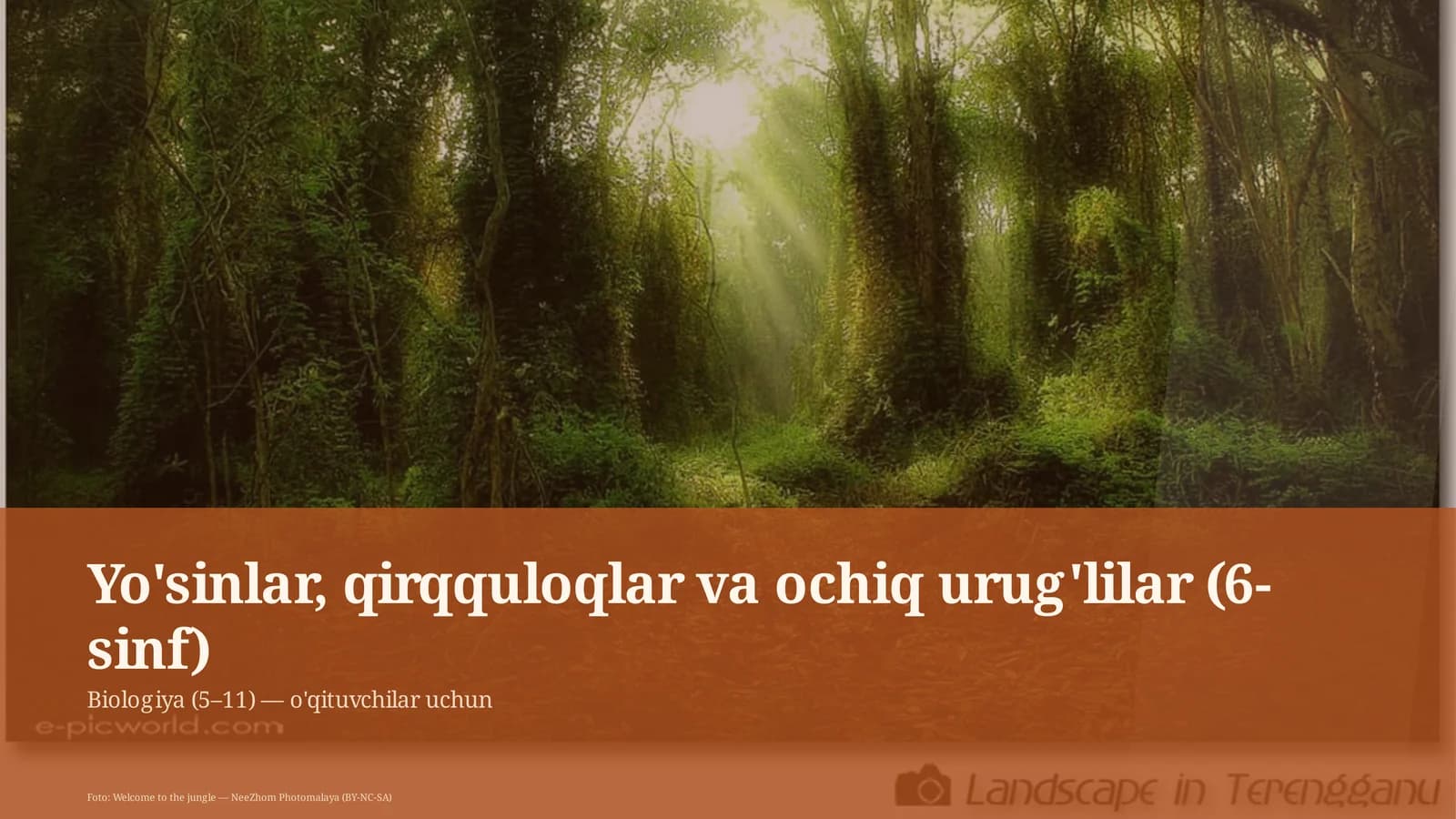 Yo'sinlar, qirqquloqlar va ochiq urug'lilar (6-sinf)