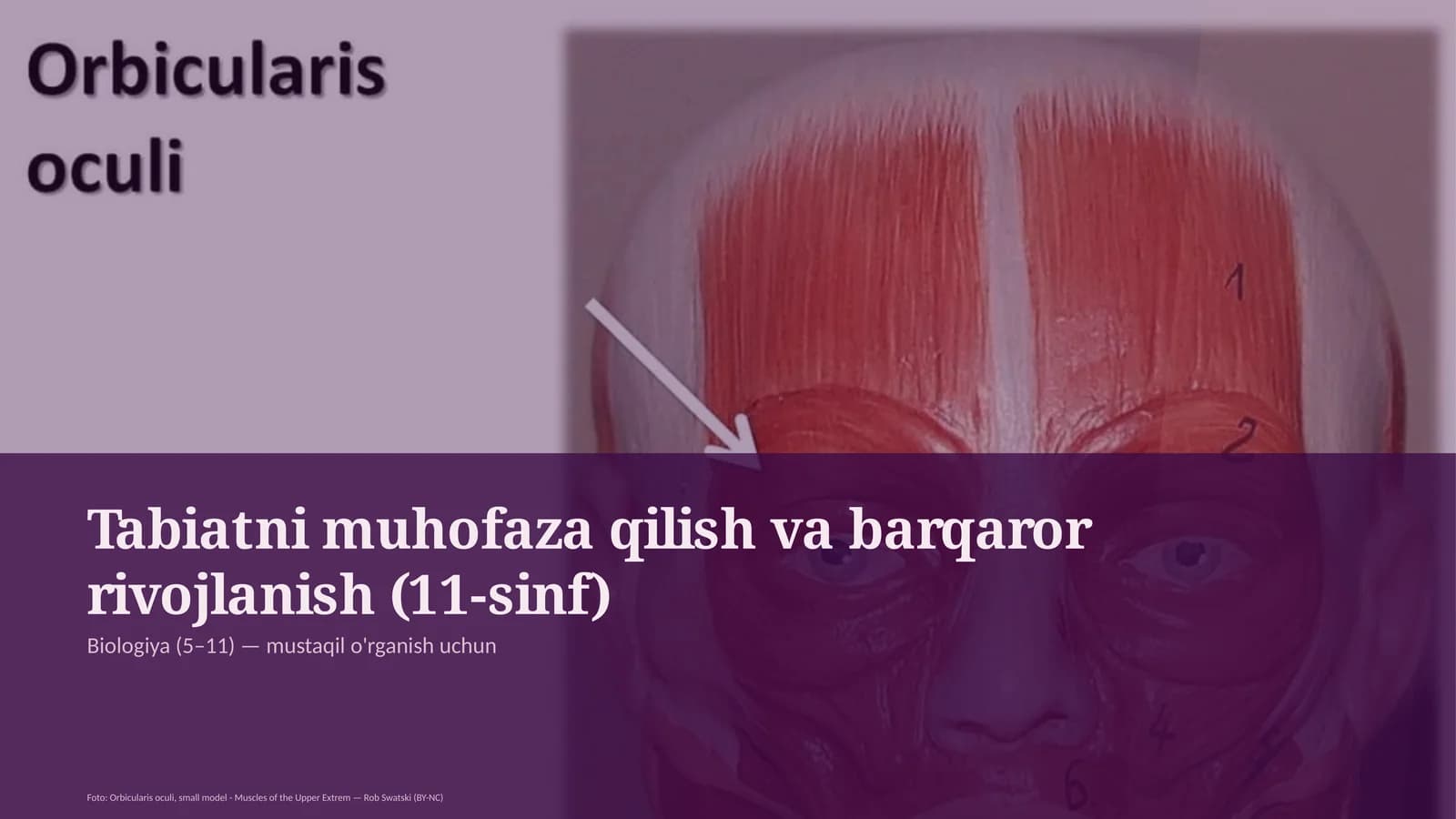 Tabiatni muhofaza qilish va barqaror rivojlanish (11-sinf)
