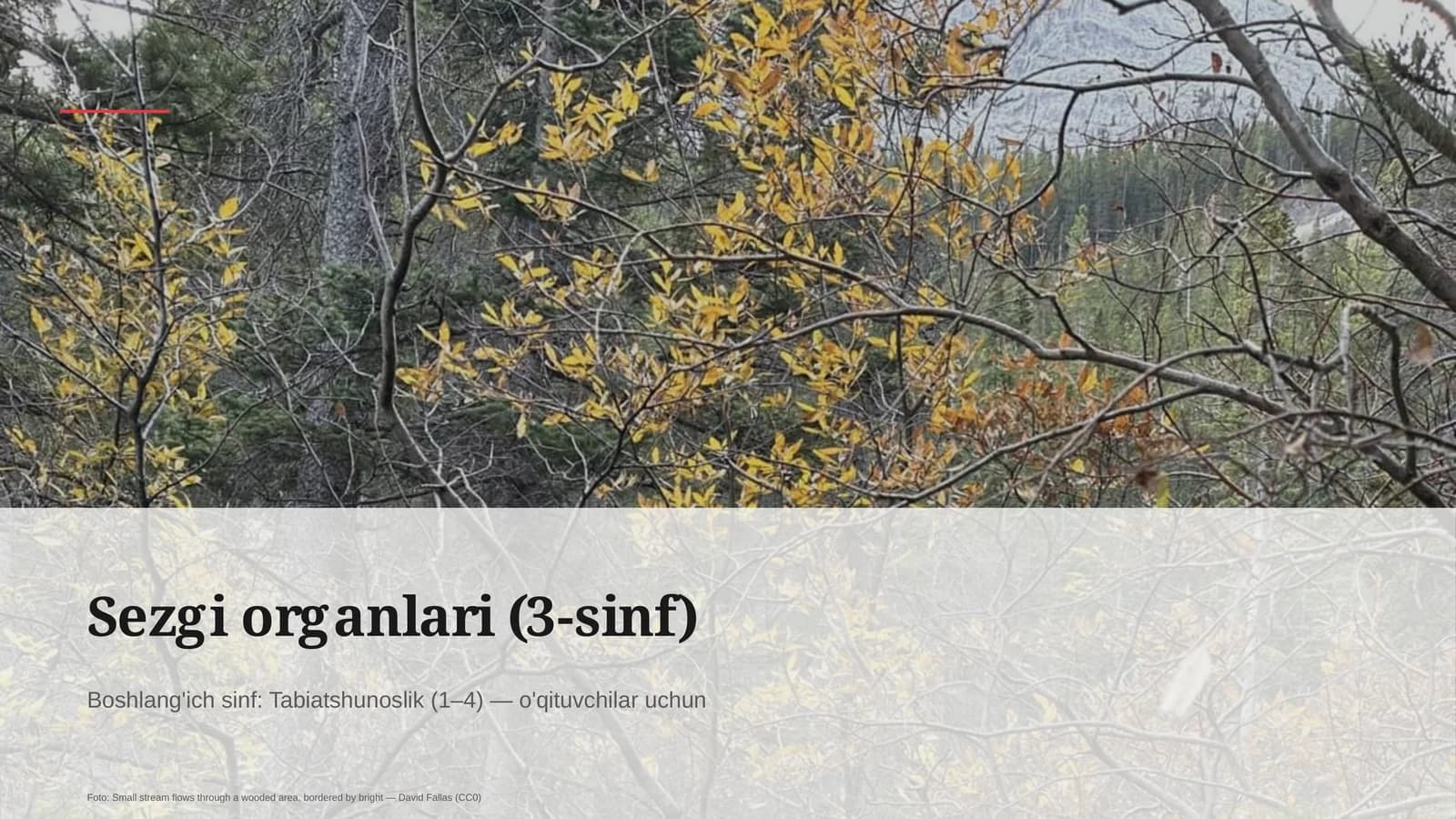 Sezgi organlari (3-sinf)