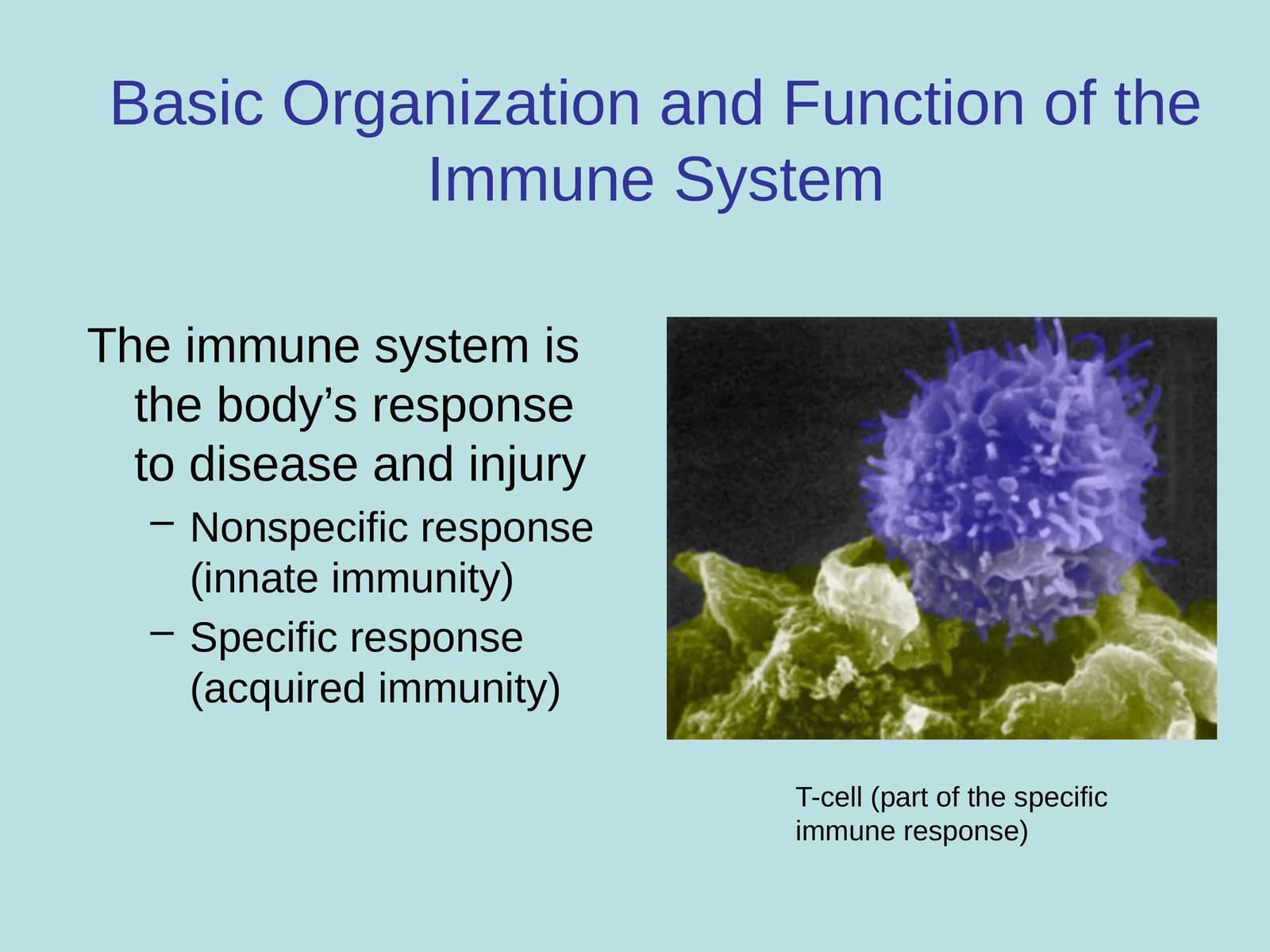 Basic Organization and Function of the Immune System