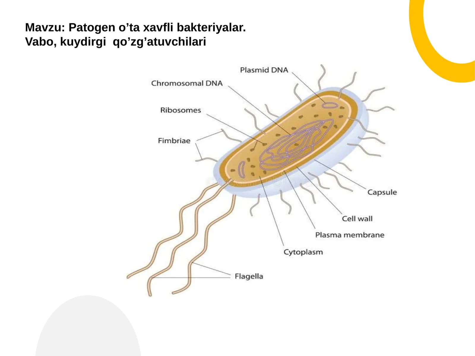 Patogen oʼta xavfli bakteriyalar