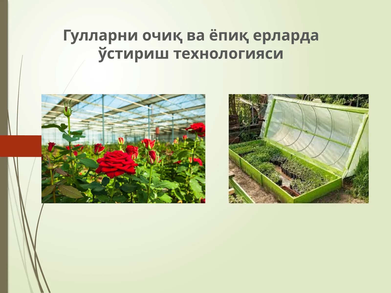Гулларни очиқ ва ёпиқ ерларда ўстириш технологияси