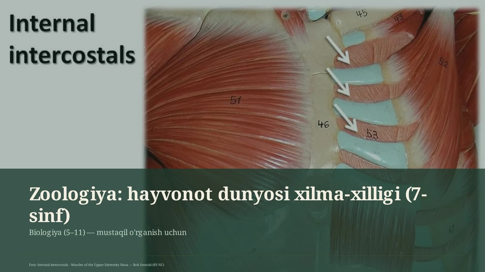 Zoologiya: hayvonot dunyosi xilma-xilligi (7-sinf)