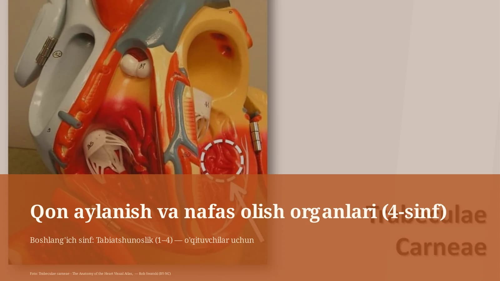 Qon aylanish va nafas olish organlari (4-sinf)
