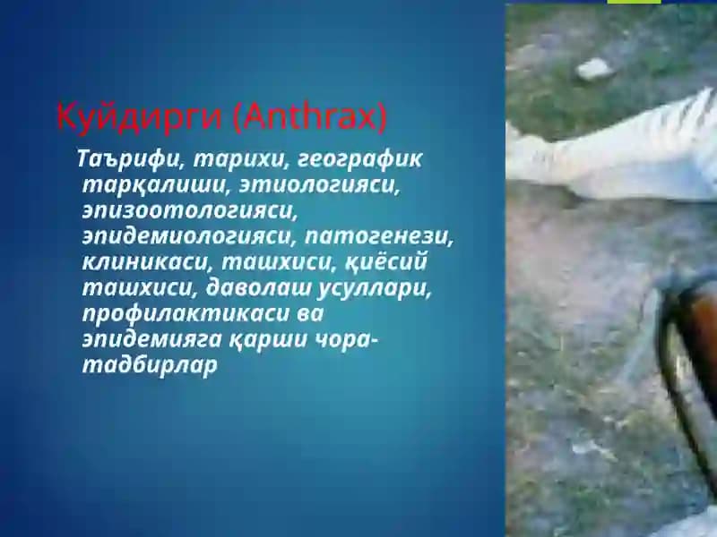 Куйдирги