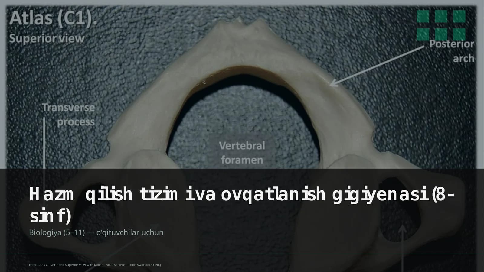 Hazm qilish tizimi va ovqatlanish gigiyenasi (8-sinf)