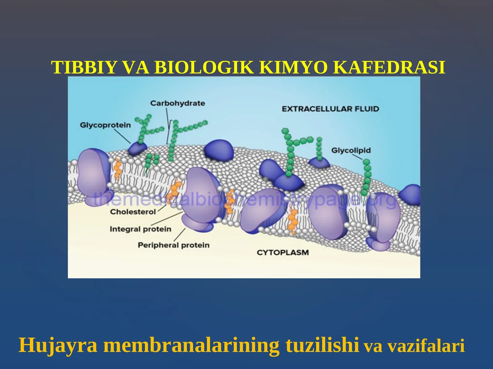 Hujаyrа mеmbrаnаlаrining tuzilishi	va vazifalari