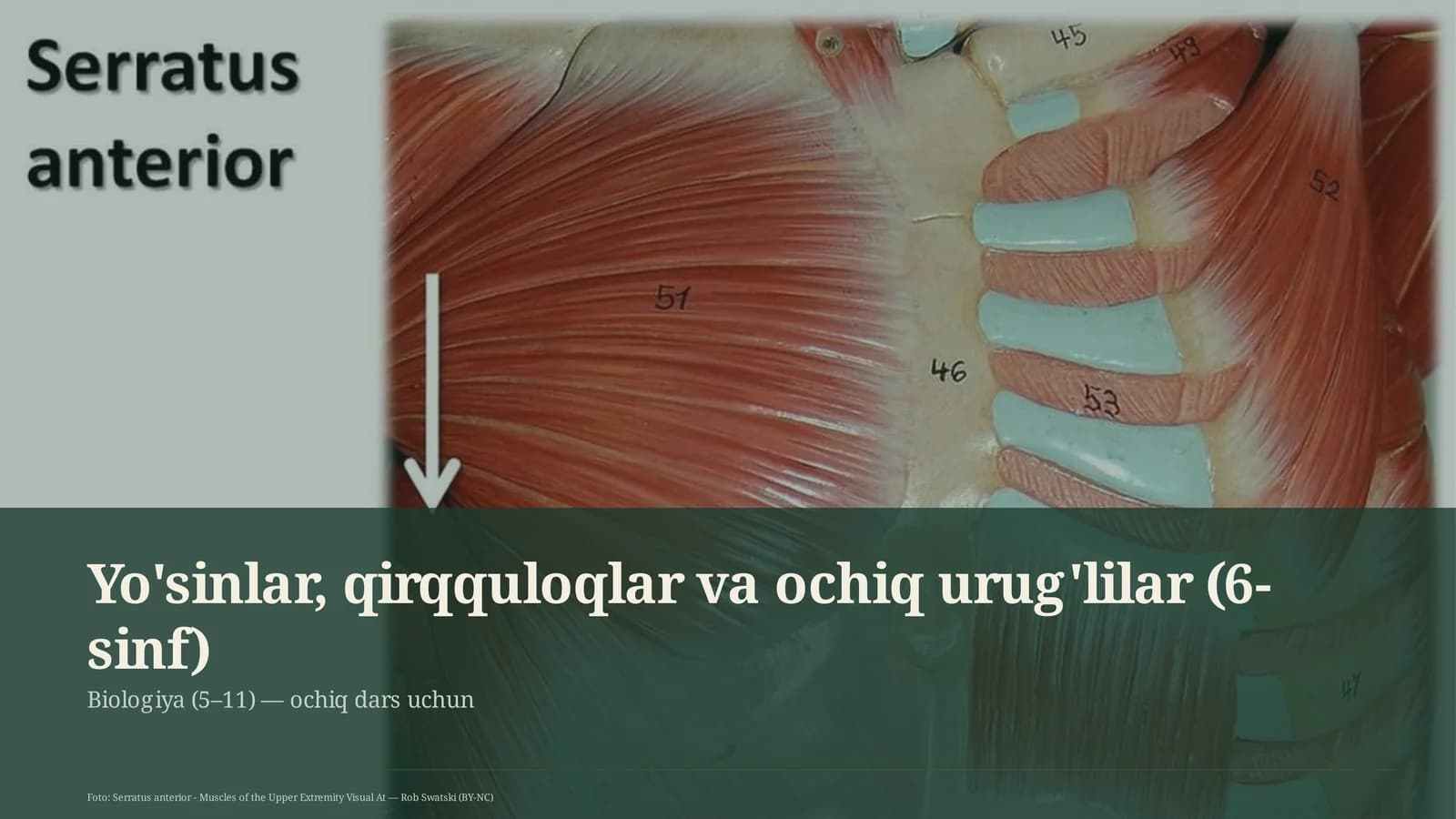Yo'sinlar, qirqquloqlar va ochiq urug'lilar (6-sinf)