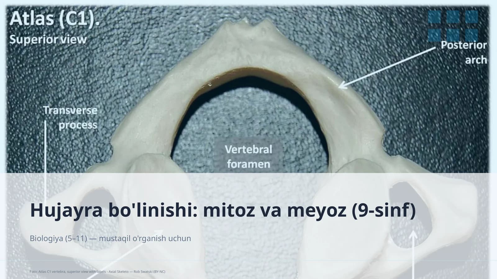 Hujayra bo'linishi: mitoz va meyoz (9-sinf)