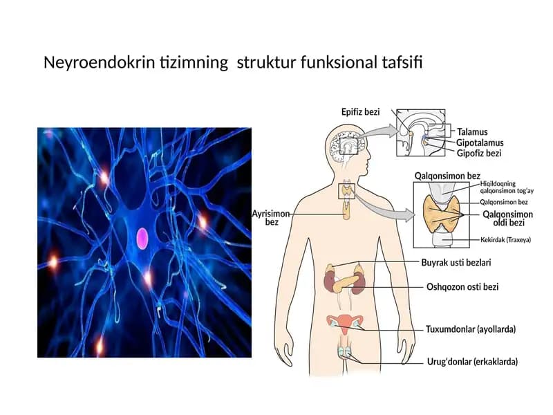Neyroendokrin tizimning  struktur funksional tafsifi