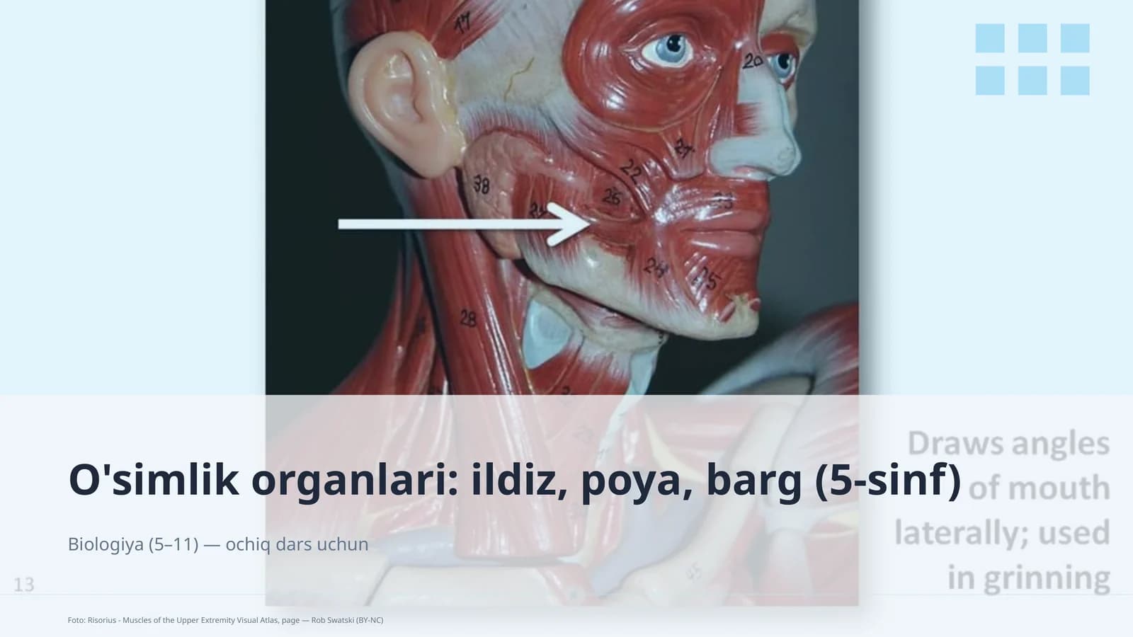 O'simlik organlari: ildiz, poya, barg (5-sinf)