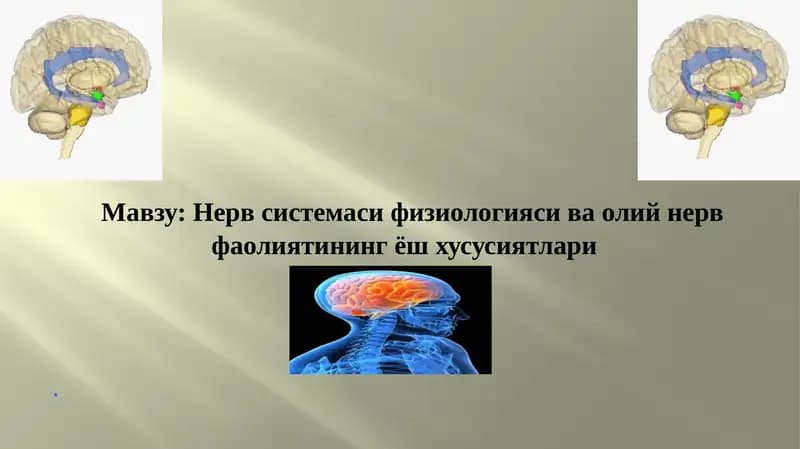 Нерв системаси физиологияси ва олий нерв фаолиятининг ёш хусусиятлари