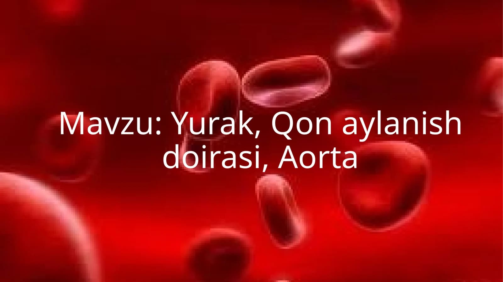 Yurak, Qon aylanish doirasi, Aorta