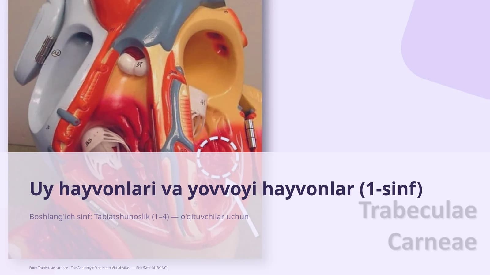 Uy hayvonlari va yovvoyi hayvonlar (1-sinf)