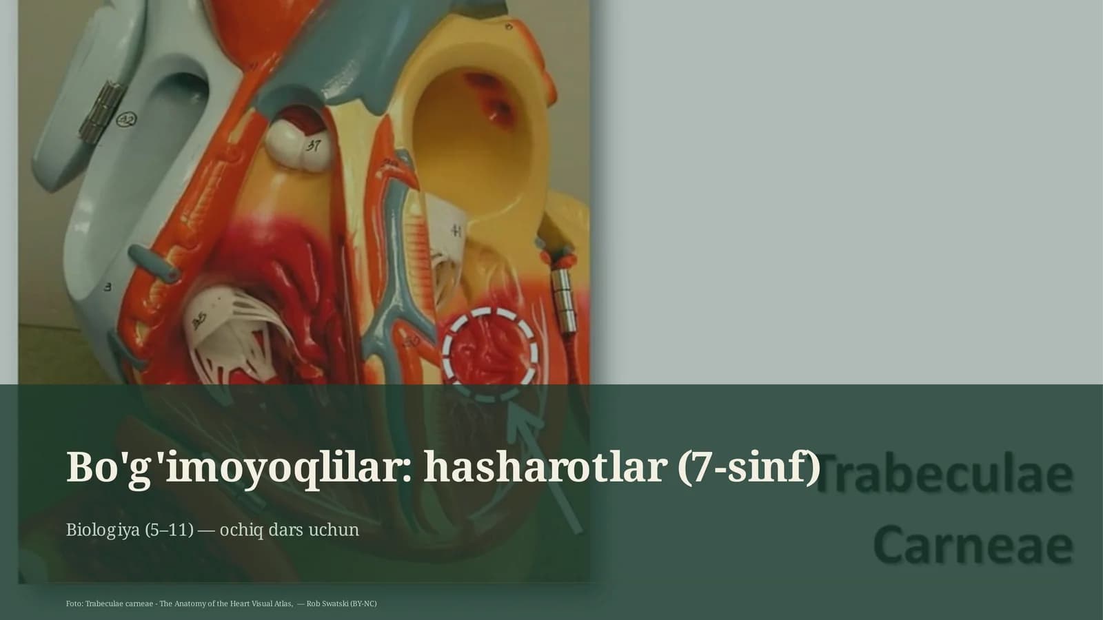 Bo'g'imoyoqlilar: hasharotlar (7-sinf)