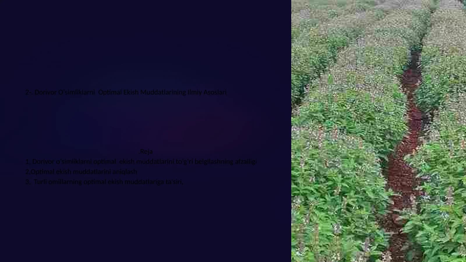 Dorivor O‘simliklarni Optimal Ekish Muddatlarining Ilmiy Asoslari.Reja