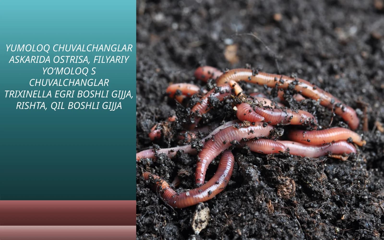 YUMOLOQ CHUVALCHANGLAR ASKARIDA OSTRISA, FILYARIYYOʻMOLOQS CHUVALCHANGLAR TRIXINELLA EGRI BOSHLI GIJJA, RISHTA, QIL BOSHLI GIJJA